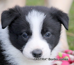 Black and white Male, medium coat, border collie puppy